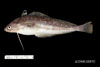 Urophycis regia - spotted hake, SEAMAP collections